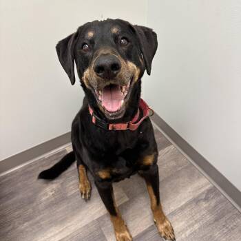 Rescue Black And Tan Coonhound and Hound Dogs for Adoption in Bristol, Tennessee - Zeus | PetCurious