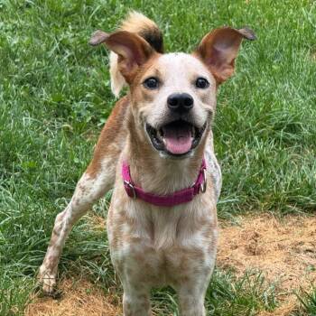 Thumper -  Cattle Dog and Mixed Breed Dog for Adoption in Dayton, Ohio - Thumper | PetCurious