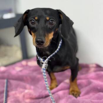Black and Tan Female -  Dachshund Dog for Adoption in Chariton, Iowa - Black And Tan Female | PetCurious