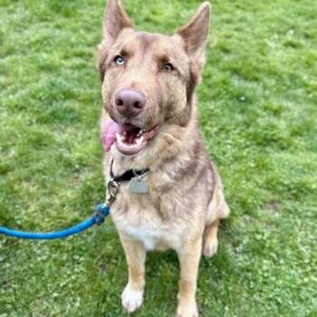 German Shepherd Dog Dogs Available for Adoption in Roseburg, Oregon - Lotus | PetCurious