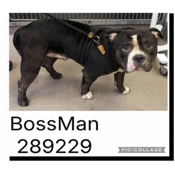 "Bossman" TBD -  Mixed Breed Dog for Adoption in Savannah, Georgia - "Bossman" TBD | PetCurious