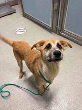 Twig -  Shepherd Dog for Adoption in Bloomington, Indiana - Twig | PetCurious