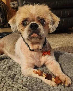 Clark -  Shih Tzu Dog for Adoption in Cleveland, Ohio - Clark | PetCurious