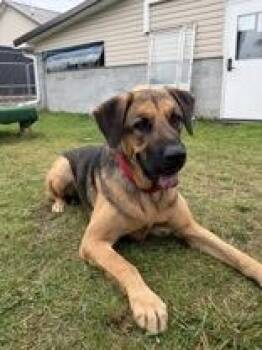 Captain -  Mixed Breed Dog for Adoption in Potsdam, New York - Captain | PetCurious
