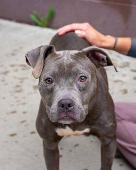 Chamomile -  Mixed Breed Dog for Adoption in Chamblee, Georgia - Chamomile | PetCurious