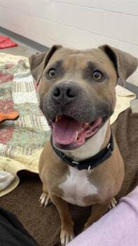 LANZO -  Pit Bull Terrier Dog for Adoption in Fort Wayne, Indiana - LANZO | PetCurious