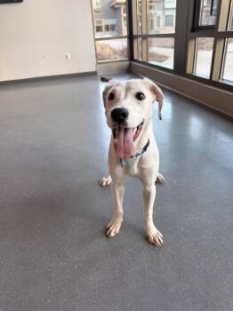 Mixed Breed Dogs Available for Adoption - Pistachio | PetCurious