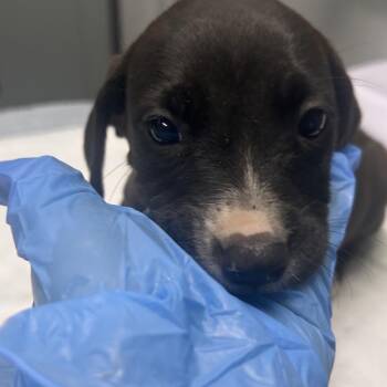 Hope -  Mixed Breed Dog for Adoption in Summerville, South Carolina - Hope | PetCurious