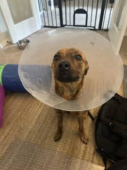 Terrier Dogs Available for Adoption - A802958 | PetCurious