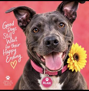 Blair -  Pit Bull Terrier Dog for Adoption in Cumming, Georgia - Blair | PetCurious