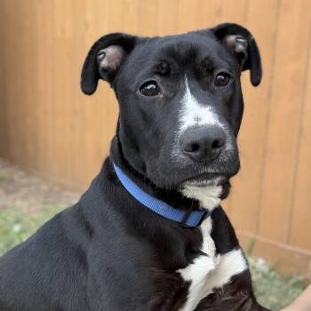 Pit Bull Terrier and Mixed Breed Dogs Available for Adoption - Brando | PetCurious