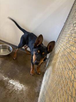 Rottweiler and German Shepherd Dog Dogs Available for Adoption in Belton, Texas - Thanos** | PetCurious