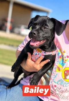 Bailey Sunshine -  Dachshund and French Bulldog Dog for Adoption in Saugus, Massachusetts - Bailey Sunshine | PetCurious