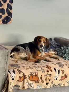 Hogan -  Beagle Dog for Adoption in Grove City, Ohio - Hogan | PetCurious