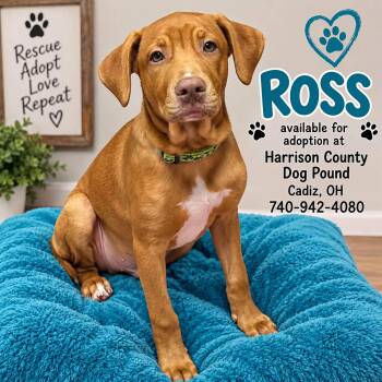 ROSS -  Bullmastiff and Terrier Dog for Adoption in Cadiz, Ohio - ROSS | PetCurious