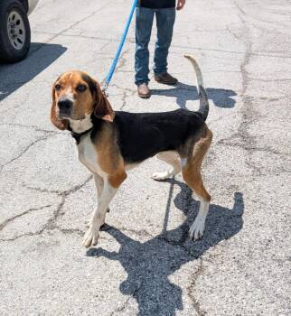 Treeing Walker Coonhound and Hound Dogs Available for Adoption in Maysville, Kentucky - Hershal | PetCurious