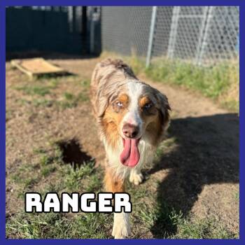 Australian Shepherd Dogs Available for Adoption in Glenwood, Minnesota - Ranger | PetCurious