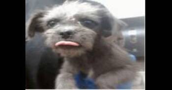 AAD New Arrival!  Fifi - 26161 -  Chihuahua and Yorkshire Terrier Dog for Adoption in Armonk, New York - AAD New Arrival!  Fifi - 26161 | PetCurious