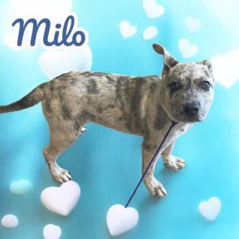 Rescue Catahoula Leopard Dog Dogs for Adoption in Chuckey, Tennessee - Milo - SC | PetCurious