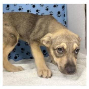 Hero -  Husky and Shepherd Dog for Adoption in Clearwater, Florida - Hero | PetCurious
