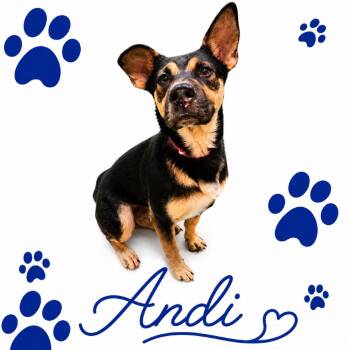 ANDI -  Mixed Breed Dog for Adoption in Memphis, Tennessee - ANDI | PetCurious