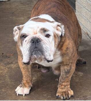 English Bulldog Dogs Available for Adoption - Darcy | PetCurious