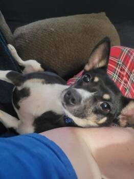 Panda -  Rat Terrier and Mixed Breed Dog for Adoption in Morton Grove, Illinois - Panda | PetCurious