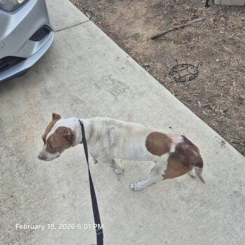 American Staffordshire Terrier Dogs Available for Adoption - PACO | PetCurious