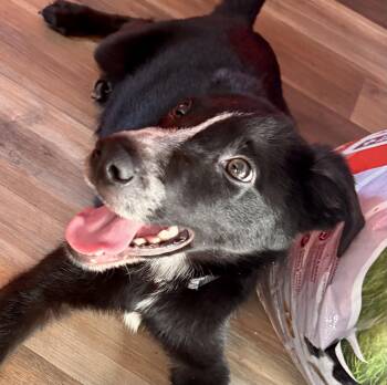 Dillon - male D puppy -  Shepherd and Labrador Retriever Dog for Adoption in Cincinnati, Ohio - Dillon - Male D Puppy | PetCurious