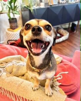 Maisy -  Chihuahua and Dachshund Dog for Adoption in Boulder, Colorado - Maisy | PetCurious