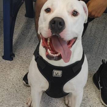 Rescue American Bulldog Dogs for Adoption in West Des Moines, Iowa - Max | PetCurious