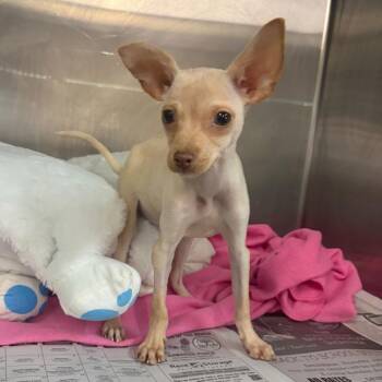 Par -  Chihuahua Dog for Adoption in San Antonio, Texas - Par | PetCurious