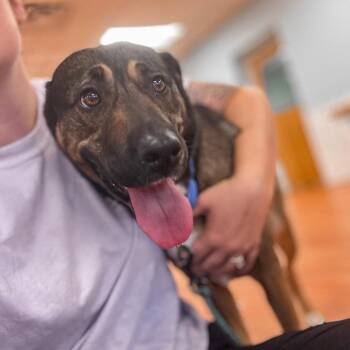 Ava -  German Shepherd Dog and Mixed Breed Dog for Adoption in Springboro, Ohio - Ava | PetCurious