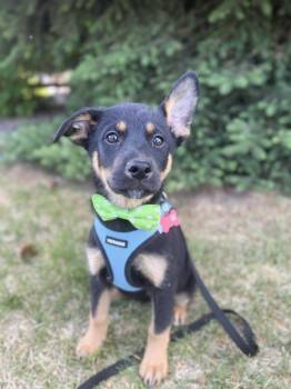 Shepherd and Australian Cattle Dog Blue Heeler Dogs Available for Adoption in Broomfield, Colorado - BROOKLYN | PetCurious