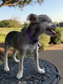 Rescue Schnauzer Dogs for Adoption in Garland, Texas - Walter | PetCurious