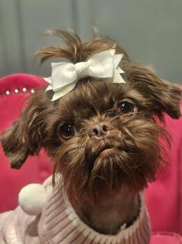 Rescue Shih Tzu and Mixed Breed Dogs for Adoption in Tacoma, Washington - Cocoa | PetCurious
