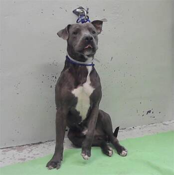 NIKO -  Staffordshire Bull Terrier and Mixed Breed Dog for Adoption in Houston, Texas - NIKO | PetCurious
