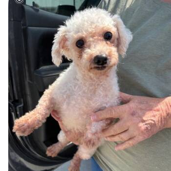 Gabby -  Bichon Frise Dog for Adoption in Normal, Illinois - Gabby | PetCurious