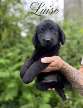 Luise -  Bernadoodle and Chocolate Labrador Retriever Dog for Adoption in Iron Ridge, Wisconsin - Luise | PetCurious