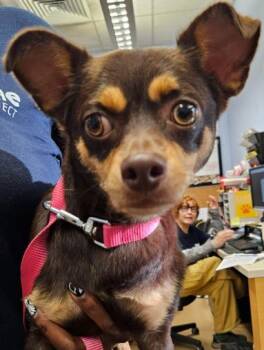 Nautica -  Mixed Breed Dog for Adoption in Chamblee, Georgia - Nautica | PetCurious