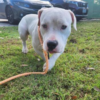 Mixed Breed Dogs Available for Adoption in Springboro, Ohio - Elsa | PetCurious