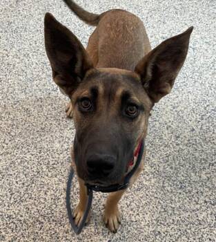 German Shepherd Dog Dogs Available for Adoption - Oakley | PetCurious
