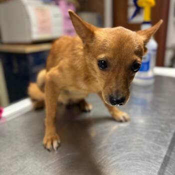 Lucy -  Chihuahua Dog for Adoption in Wahiawa, Hawaii - Lucy | PetCurious