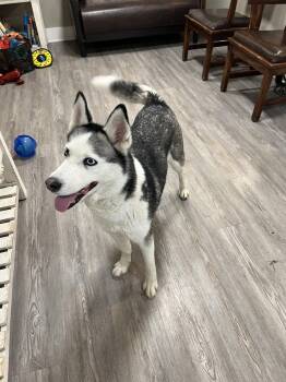 Mixed Breed Dogs Available for Adoption in Emmett, Idaho - Sierra | PetCurious