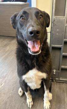 Orion -  Labrador Retriever and Great Pyrenees Dog for Adoption in Webster, Texas - Orion | PetCurious