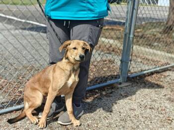 Archie -  Retriever Dog for Adoption in West Palm Beach, Florida - Archie | PetCurious