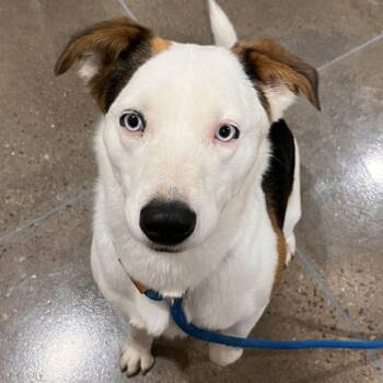 Tippy -  Australian Shepherd and Mixed Breed Dog for Adoption in Washburn, Missouri - Tippy | PetCurious