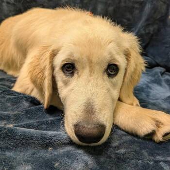 Rainbow -  Golden Retriever and Great Pyrenees Dog for Adoption in Logan, Utah - Rainbow | PetCurious