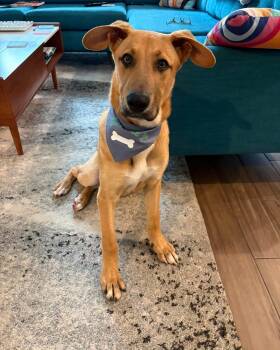 Kenny -  Carolina Dog Dog for Adoption - Kenny | PetCurious
