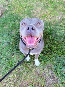 Rescue Pit Bull Terrier Dogs for Adoption in Santa Monica, California - Princess | PetCurious